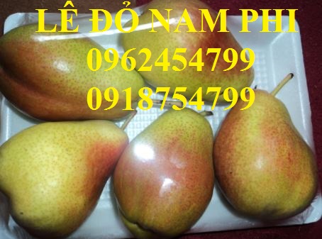 18 Bán giống cây lê đỏ nam phi, giống lê nam phi, giống cây lê vàng, cây lê đỏ, giao cây toàn quốc