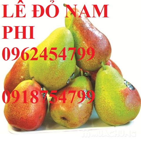 19 Bán giống cây lê đỏ nam phi, giống lê nam phi, giống cây lê vàng, cây lê đỏ, giao cây toàn quốc