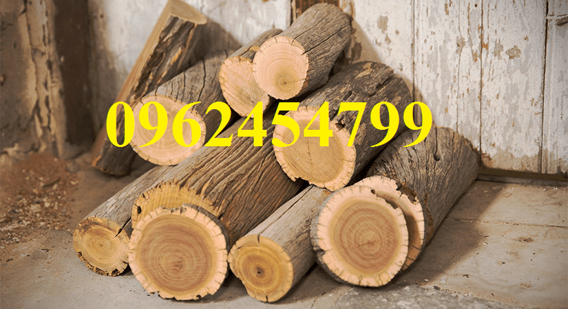 Chuyên cung cấp cây giống đàn hương, giống đàn hương đỏ, cây đàn hương trắng, đàn hương ấn độ chuẩn