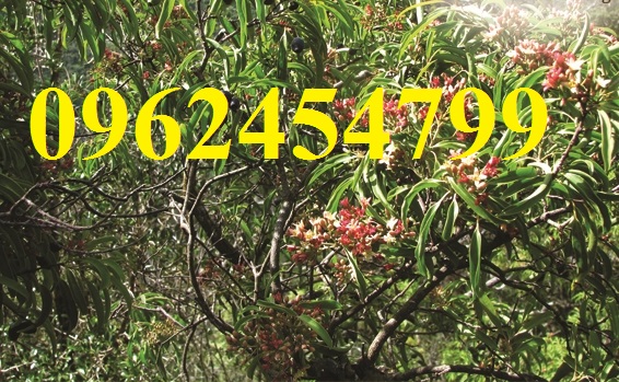 1 Chuyên cung cấp cây giống đàn hương, giống đàn hương đỏ, cây đàn hương trắng, đàn hương ấn độ chuẩn