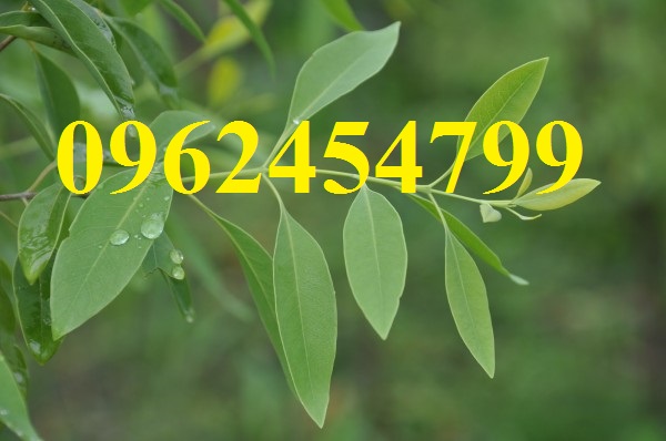 2 Chuyên cung cấp cây giống đàn hương, giống đàn hương đỏ, cây đàn hương trắng, đàn hương ấn độ chuẩn