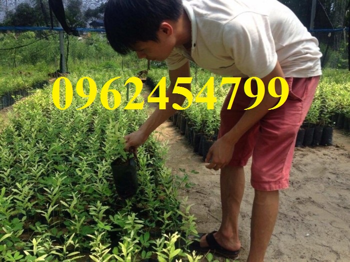 3 Chuyên cung cấp cây giống đàn hương, giống đàn hương đỏ, cây đàn hương trắng, đàn hương ấn độ chuẩn