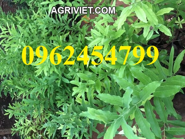 6 Chuyên cung cấp cây giống đàn hương, giống đàn hương đỏ, cây đàn hương trắng, đàn hương ấn độ chuẩn