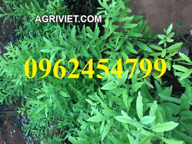 7 Chuyên cung cấp cây giống đàn hương, giống đàn hương đỏ, cây đàn hương trắng, đàn hương ấn độ chuẩn