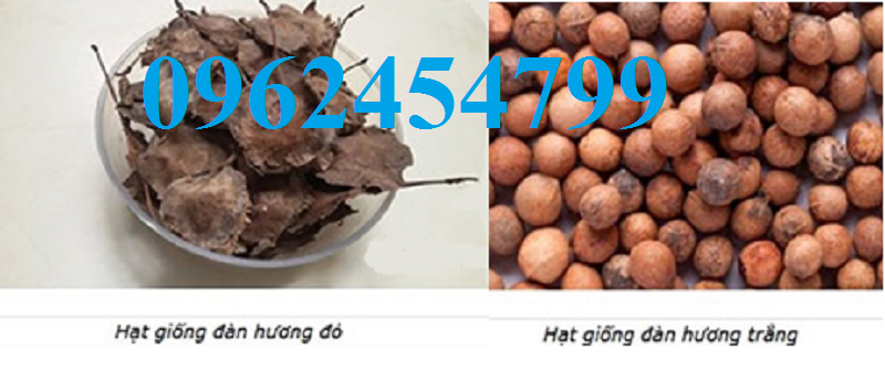 8 Chuyên cung cấp cây giống đàn hương, giống đàn hương đỏ, cây đàn hương trắng, đàn hương ấn độ chuẩn