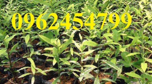 9 Chuyên cung cấp cây giống đàn hương, giống đàn hương đỏ, cây đàn hương trắng, đàn hương ấn độ chuẩn