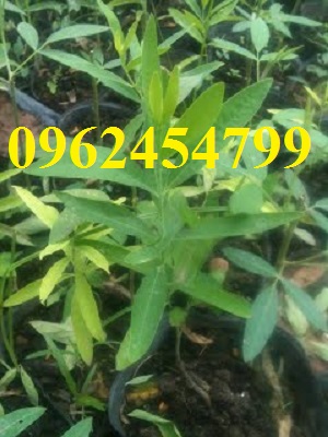 10 Chuyên cung cấp cây giống đàn hương, giống đàn hương đỏ, cây đàn hương trắng, đàn hương ấn độ chuẩn