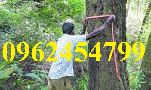 11 Chuyên cung cấp cây giống đàn hương, giống đàn hương đỏ, cây đàn hương trắng, đàn hương ấn độ chuẩn