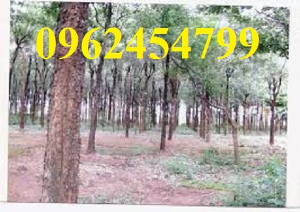 12 Chuyên cung cấp cây giống đàn hương, giống đàn hương đỏ, cây đàn hương trắng, đàn hương ấn độ chuẩn