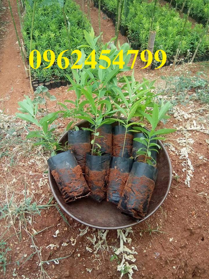 13 Chuyên cung cấp cây giống đàn hương, giống đàn hương đỏ, cây đàn hương trắng, đàn hương ấn độ chuẩn