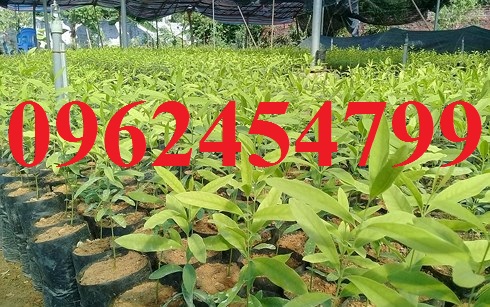 16 Chuyên cung cấp cây giống đàn hương, giống đàn hương đỏ, cây đàn hương trắng, đàn hương ấn độ chuẩn