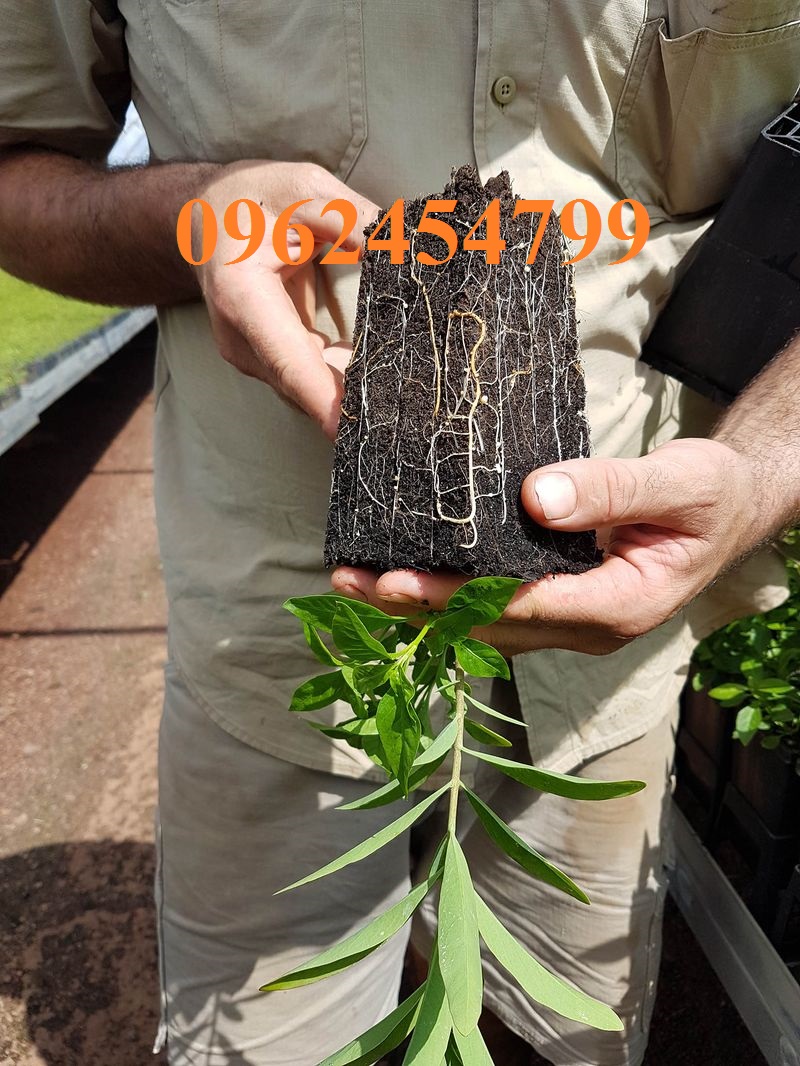 18 Chuyên cung cấp cây giống đàn hương, giống đàn hương đỏ, cây đàn hương trắng, đàn hương ấn độ chuẩn