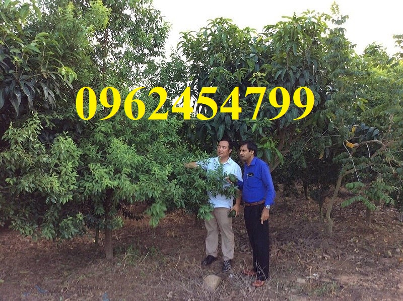 17 Chuyên cung cấp cây giống đàn hương, giống đàn hương đỏ, cây đàn hương trắng, đàn hương ấn độ chuẩn