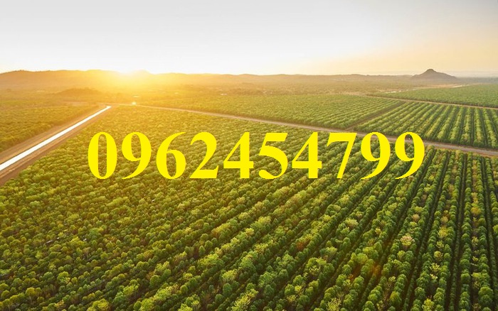 19 Chuyên cung cấp cây giống đàn hương, giống đàn hương đỏ, cây đàn hương trắng, đàn hương ấn độ chuẩn