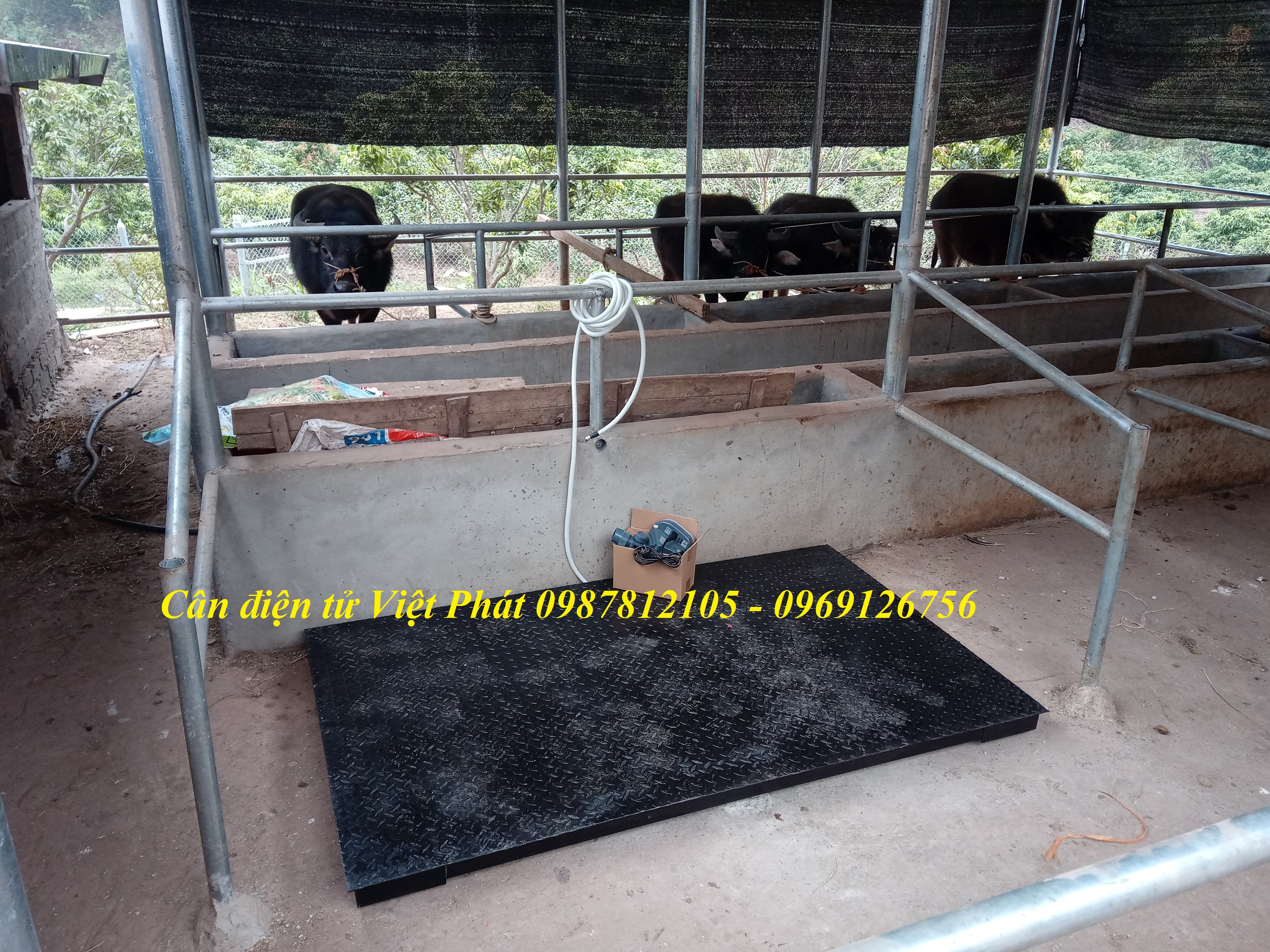 3 Lắp đặt cân động vật điện tử chuyên dụng  cân heo, cân bò, cân dê...cho các trang trại. 3 Lắp đặt cân động vật điện tử chuyên dụng  cân heo, cân bò, cân dê...cho các trang trại.