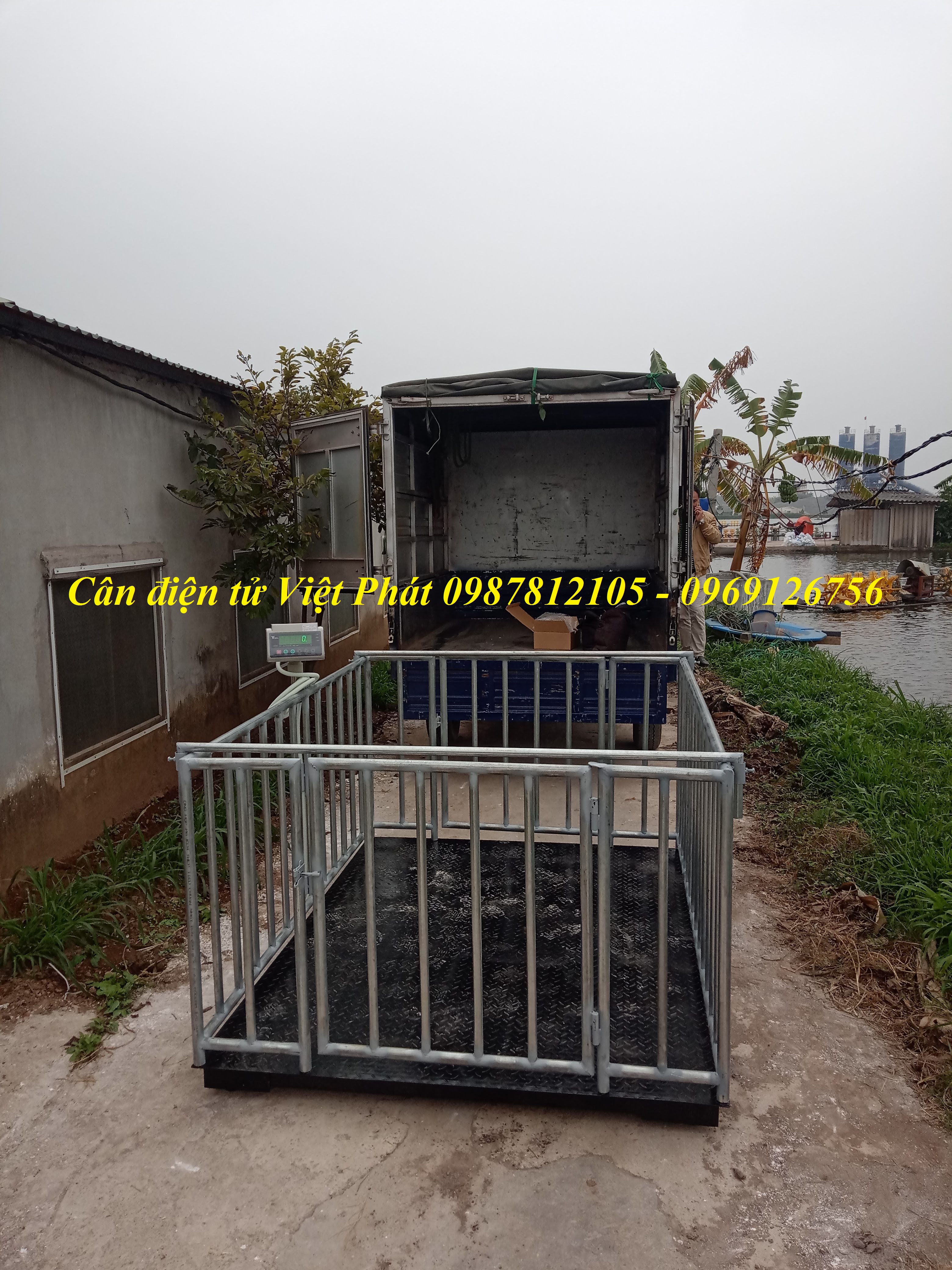 6 Lắp đặt cân động vật điện tử chuyên dụng  cân heo, cân bò, cân dê...cho các trang trại. 6 Lắp đặt cân động vật điện tử chuyên dụng  cân heo, cân bò, cân dê...cho các trang trại.