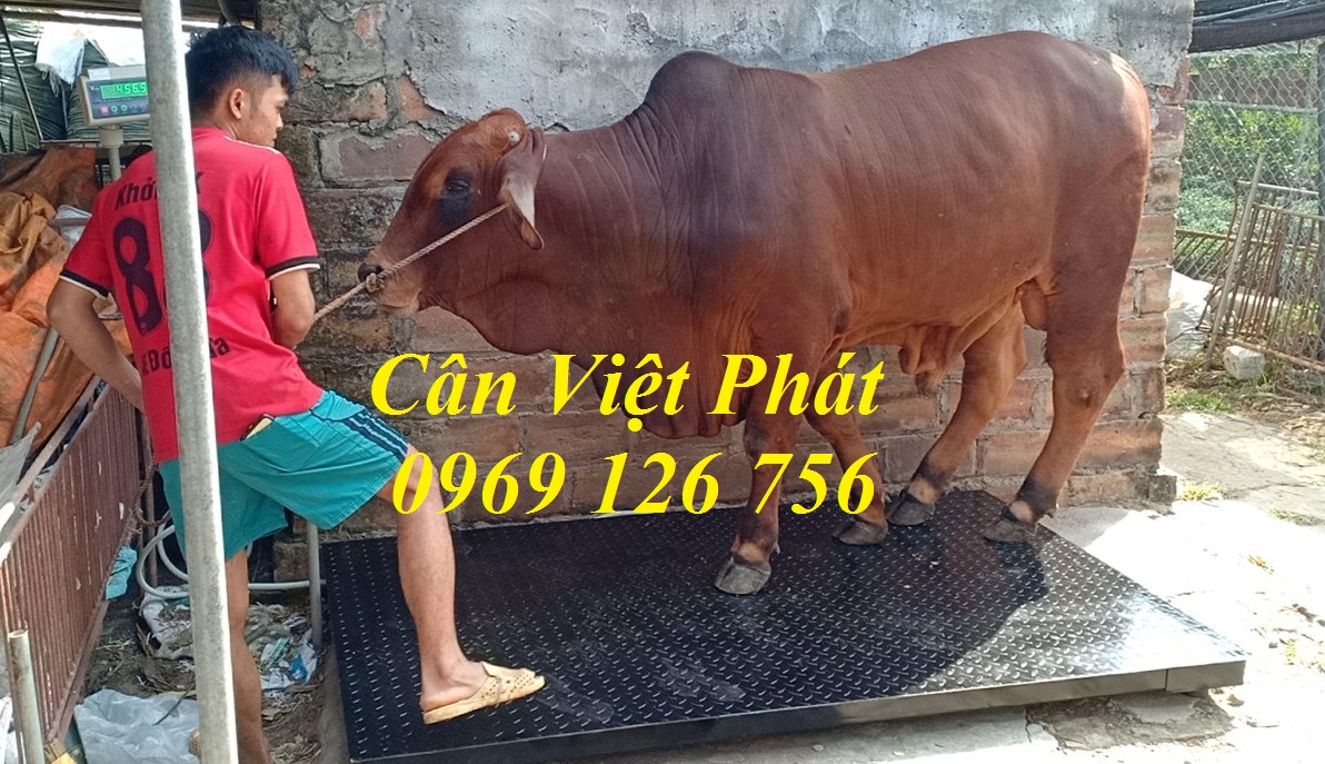 1 Cân điện tử Việt Phát , cân gia súc, cân động vật, cân trâu, cân bò 1 Cân điện tử Việt Phát , cân gia súc, cân động vật, cân trâu, cân bò