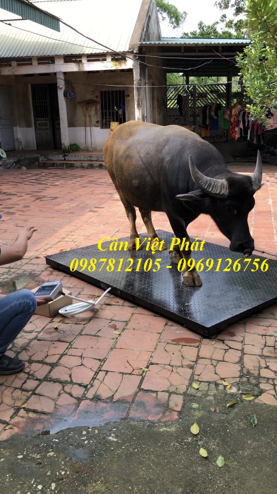 5 Cân điện tử Việt Phát , cân gia súc, cân động vật, cân trâu, cân bò 5 Cân điện tử Việt Phát , cân gia súc, cân động vật, cân trâu, cân bò
