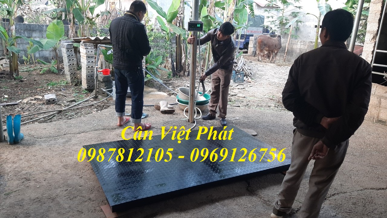 6 Cân điện tử Việt Phát , cân gia súc, cân động vật, cân trâu, cân bò 6 Cân điện tử Việt Phát , cân gia súc, cân động vật, cân trâu, cân bò