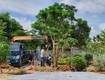 Dịch vụ cắt tỉa cây xanh Tam Kỳ Quảng Nam uy tín giá rẻ 