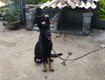 Nam Định Cần bán chó Becgie lai Working hơn 1 tuổi 