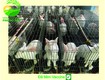 Nông Trại Xanh Phương Nam chuyên cung cấp Thỏ Newzealand giống và hậu bị các loại