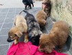 Gia đình cần bán đàn cún con lai màu nâu đỏ 