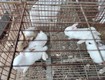 Bán thỏ con ở thành phố Huế ăn uống khỏe mạnh 