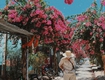 CUNG ĐƯỜNG HOA GIẤY NHA TRANG Nở rộ sắc hồng tại Thành phố biển Nha Trang...