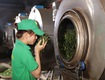 Quy trình sản xuất trà Ô long đạt chuẩn   Máy sấy khô trà khay xoay tròn...