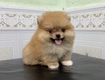 Bé pom siêu cute nhà sinh sản