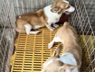 2 em corgi cái trưởng thành 