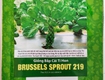 Hạt giống bắp cải tí hon rạng đông brussels sprout 219 