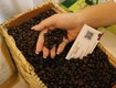 Cà phê robusta   sự mạnh mẽ và hương vị đậm đà của cà phê 