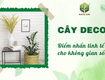 Cây Decor   Điểm Nhấn Tinh Tế Cho Không Gian Sống 