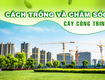 Cách trồng   Chăm sóc cây xanh công trình để đạt hiệu quả tốt nhất 
