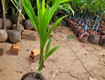 Top 5 loại dừa đang  LÀM MƯA LÀM GIÓ  tại WELOFARM 