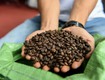 Cà phê hữu cơ việt nam: sự kết hợp hoàn hảo của hương vị và...