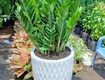 Cây cảnh cây xanh cây công trình chậu trồng...