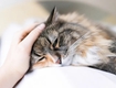 Bệnh Giảm Bạch Cầu Ở Mèo Và Top 3 Điều Bạn Cần Chú Ý 