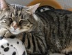 Top 10 Bệnh Ở Mèo Thường Gặp Và Nguyên Nhân 