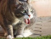 Bệnh Viêm Phổi Ở Mèo: Nguyên Nhân, Triệu Chứng Và Cách Điều Trị 