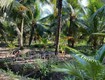 Bán đất vườn dừa bến tre mỏ cày Nam 