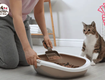 Cát vệ sinh cho mèo là gì   Nên dùng cát không 
