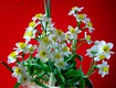 Bán củ hoa Thủy Tiên , bình hoa Thủy Tiên gọt trổ tạo dáng nghệ thuật đón Xuân...