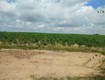 Cần bán gấp lô  đất có diện tích 1,6 mẫu đất  tại huyện la pa, tỉnh...