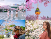Du lịch Hàn Quốc mùa hoa Anh Đào 