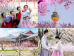 Tour du lịch Hàn Quốc mùa hoa Anh Đào 2024 