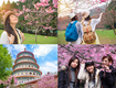 Tại sao nên đi du lịch Đài Loan vào mùa hoa anh đào 