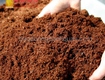 Bán đất màu trồng cây, đất phù sa ở HCM, Đồng Nai, Long An 